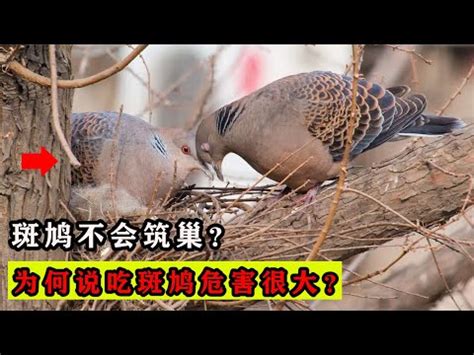 玉女食斑鳩|【玉女食斑鳩】【震撼揭密】古籍記載「玉女食斑鳩」之驚人真相。